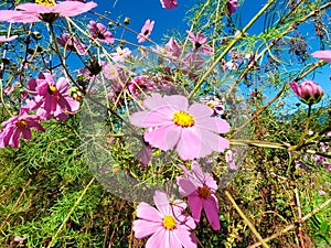 Wildflowers - she has unrestrained and sunny beauty photo