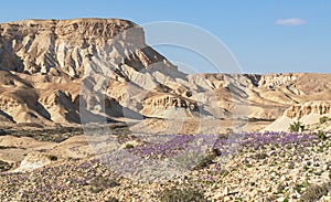 Wildflowers in the Hatsinim Cliffs Reserve near Sde Boker in Israel