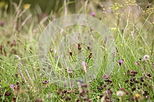 Wildflowers on heathland in summer