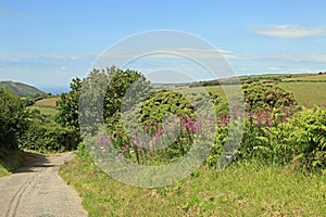 Wildflowers in the Hedgerows