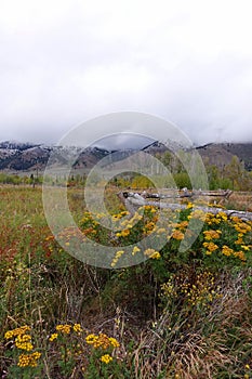 Wildflowers - Henry`s Lake, Idaho