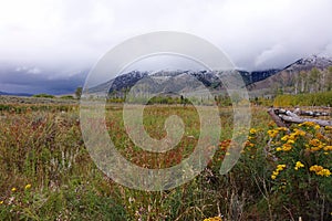 Wildflowers - Henry`s Lake, Idaho