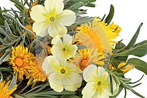 Wildflowers and Herbs