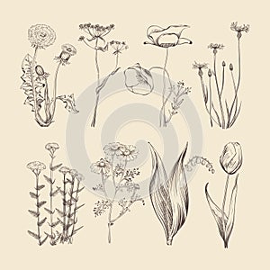 Wildflowers, herbs and flowers. Spring or summer botanical vector collection