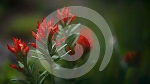 Wildflowers Indian Paintbrush Background Flowers Plant. Generative AI