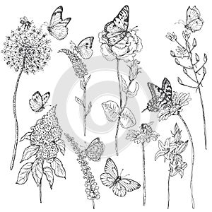 Wildflowers and insects sketch