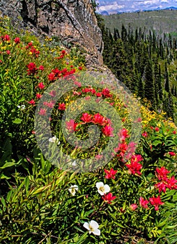 Wildflowers In Jewell Basin, MT