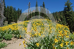 Wildflowers in lassen volcanic national park