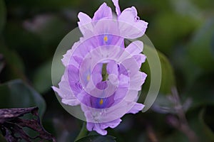 wildflowers  leaf nuture