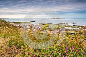 Wildflowers on Low Hauxley Dunes