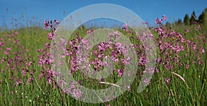 Wildflowers - lychnis flos cuculi photo