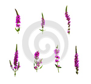 Wildflowers: Lythrum salicaria  salgueirinha, erva-carapau, salicaria, salgueirinha-roxa on a white background. Top view