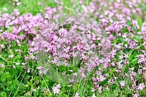 Wildflowers in May in the mountains of Italy