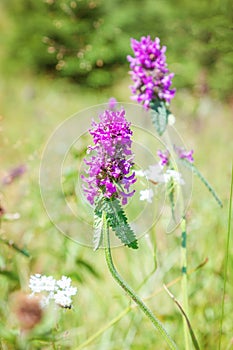 Wildflowers in the meadow