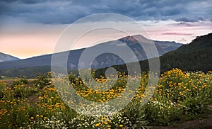 Wildflowers meadow in Colorado near Crested Butte town