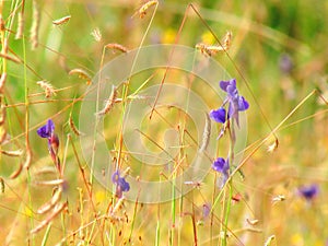 Wildflowers meadow in the field, selective focus, space in the zone blurring