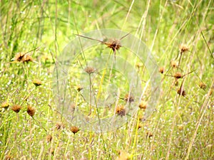 Wildflowers meadow in the field, selective focus, space in the zone blurring.