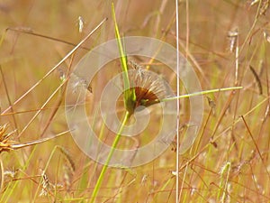 Wildflowers meadow in the field, selective focus, space in the zone blurring