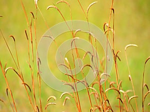 Wildflowers meadow in the field, selective focus, space in the zone blurring.