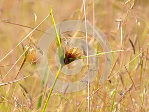 Wildflowers meadow in the field, selective focus, space in the zone blurring.