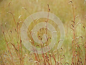 Wildflowers meadow in the field, selective focus, space in the zone blurring.