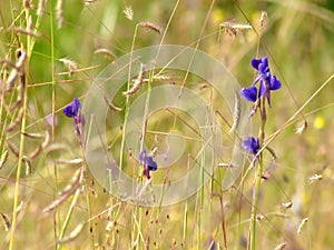 Wildflowers meadow in the field, selective focus, space in the zone blurring.