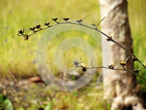 Wildflowers meadow in the field, selective focus, space in the zone blurring