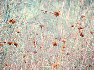 Wildflowers meadow in the field, selective focus, space in the zone blurring, delicate vintage background.