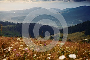 Wildflowers, meadow and golden sunset in carpathian mountains - beautiful summer landscape, spruces on hills, dark cloudy sky and