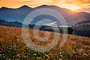 Wildflowers, meadow and golden sunset in carpathian mountains - beautiful summer landscape, spruces on hills, dark cloudy sky and