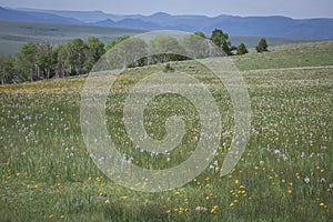 Wildflowers Meadow On Middle Mountain In Colorado Wild Iris and Aster