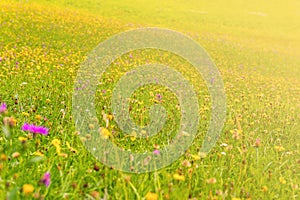 Wildflowers on a meadow in a sunny day