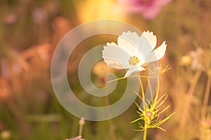 Wildflowers on a meadow in a sunny day