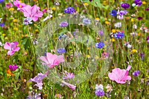 Wildflowers on a meadow in a sunny day