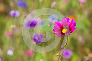 Wildflowers on a meadow in a sunny day