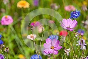 Wildflowers on a meadow in a sunny day