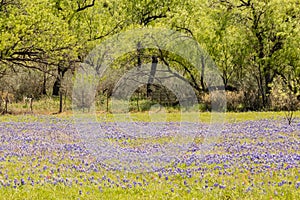 Wildflowers and Mesquite Trees