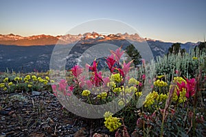 Wildflowers On Minaret Vista