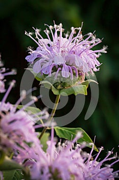 Wildflowers in Missouri