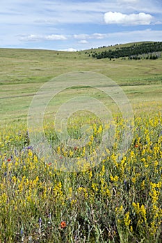 Wildflowers on the Mongolian Steppes