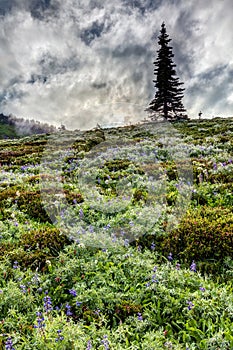 Wildflowers of Mount Rainier