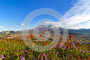 Wildflowers at Mount Saint Helens