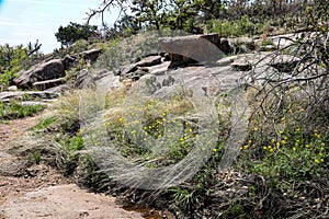 Wildflowers on mountain - Enchanted Rock State Park, Texas