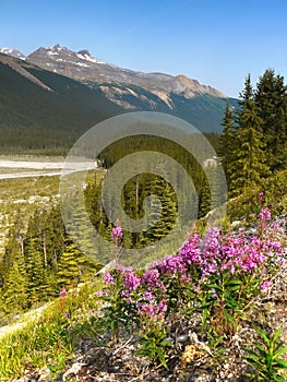 Wildflowers Mountain Landscape Canada