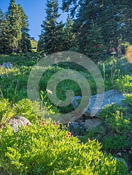 Wildflowers in mountain meadow