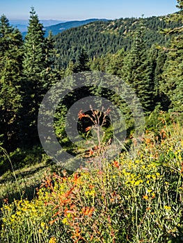 Wildflowers in mountain meadow