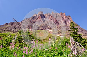 Wildflowers and a Mountain Peak photo