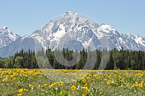 Wildflowers and mountain peaks