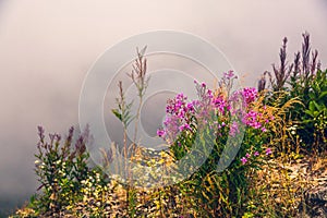 Wildflowers on mountain valley in mist