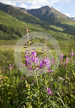 Wildflowers and Mountains in Alaska